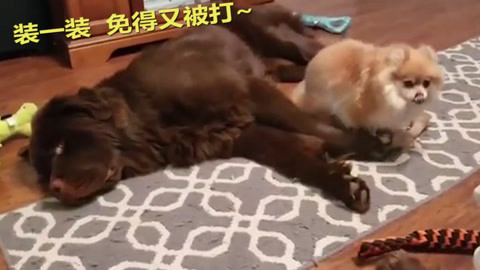 冰雪女王5：融冰之战 视频缩略图