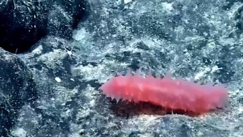 三女休夫 视频缩略图