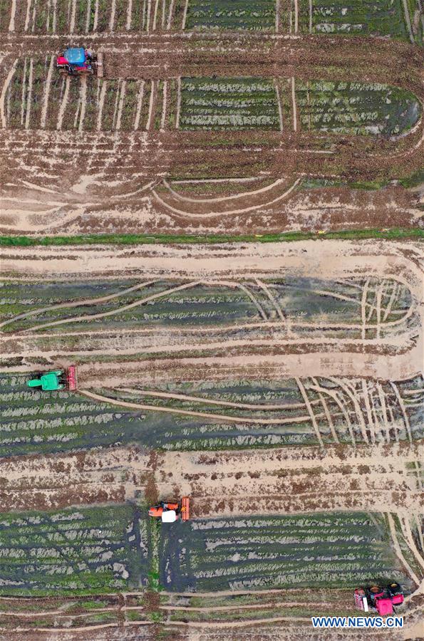 冲浪企鹅 视频海报