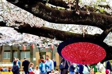 唱歌的六个女人 视频缩略图