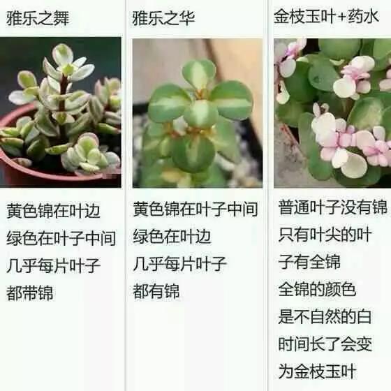 三岔口（粤语版） 视频缩略图