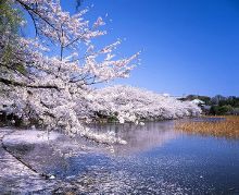 国家利益(普通话版) 视频海报