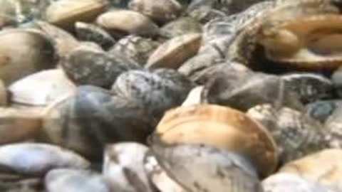 大人物拿破仑 视频海报