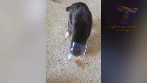 偶像先生 视频缩略图