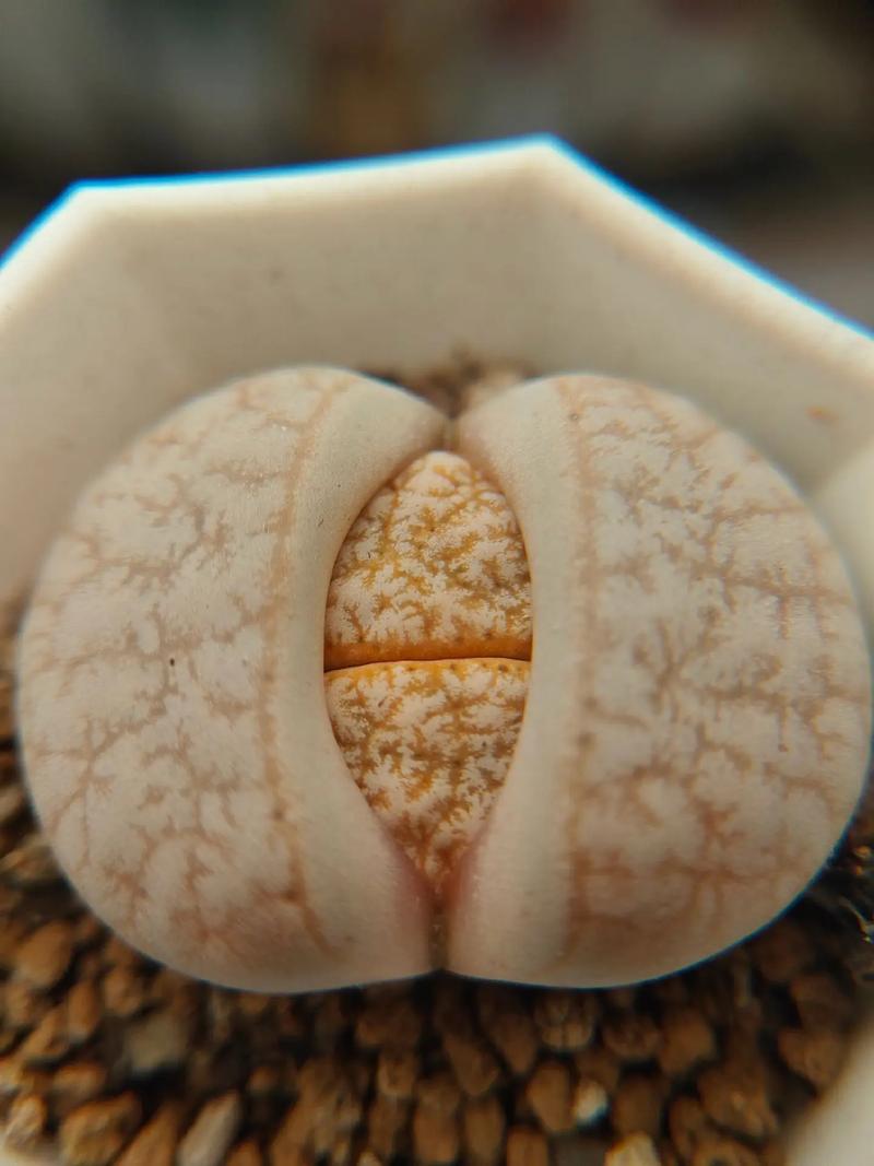 兄弟，请注意 视频海报