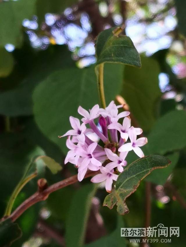 万鳄巨兽 视频海报