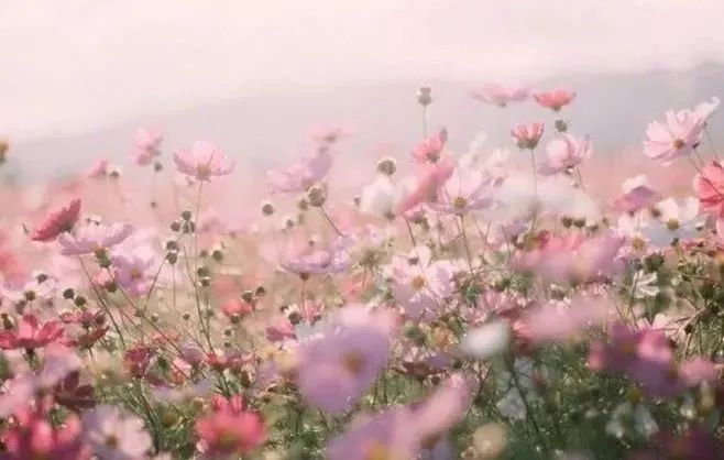 喋血双雄 2024 视频海报