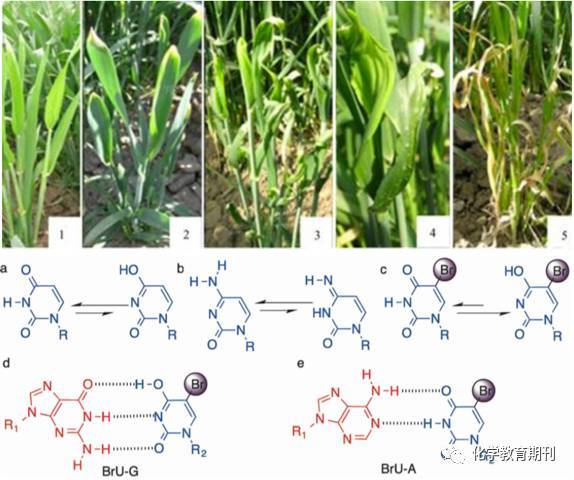冲浪企鹅 视频海报