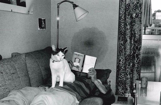 嗜血狂蜂 视频缩略图