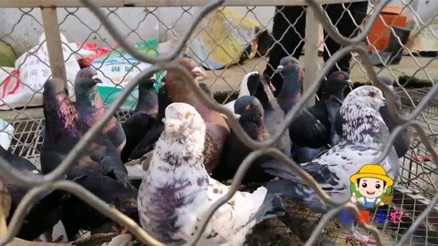 与妻书 视频缩略图