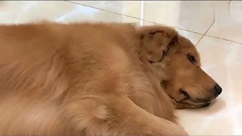 只有我没有猫 视频缩略图